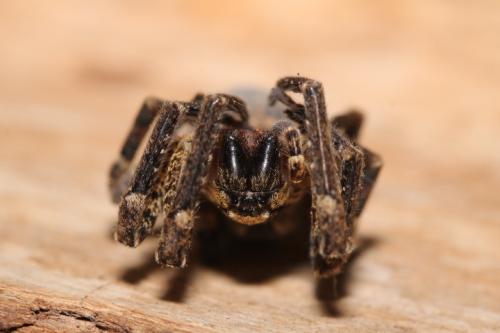 Zoropsis spinimana